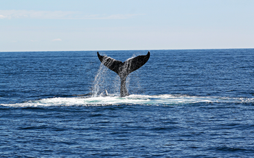 Tips på hur du kan lära barn om återvinning, klimatet och miljön!